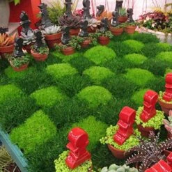 Irish Moss 9 Irish Moss -Garden Plants Store sagina subulata irish moss 4