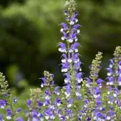 Color Spires® 'Azure Snow' Salvia -Garden Plants Store salvia azure snow 2 sw