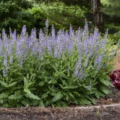 Color Spires® 'Azure Snow' Salvia -Garden Plants Store salvia azure snow 3 sw