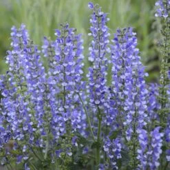 Color Spires® 'Azure Snow' Salvia -Garden Plants Store salvia azure snow 4 sw