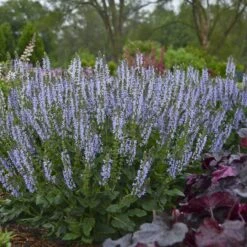 Color Spires® 'Crystal Blue' Salvia -Garden Plants Store salvia crystal blue 2 sw
