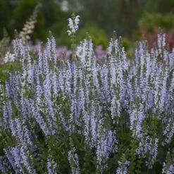 Color Spires® 'Crystal Blue' Salvia -Garden Plants Store salvia crystal blue 3 sw