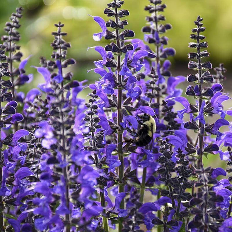 Color Spires® 'Indiglo Girl' Salvia 4 Color Spires® 'Indiglo Girl' Salvia - Image 2