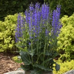 Color Spires® 'Indiglo Girl' Salvia 12 Color Spires® 'Indiglo Girl' Salvia -Garden Plants Store salvia indiglo girl 3 sw
