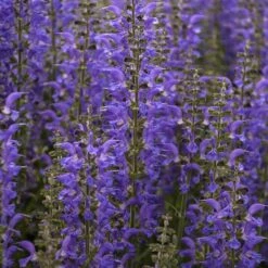 Color Spires® 'Indiglo Girl' Salvia 11 Color Spires® 'Indiglo Girl' Salvia -Garden Plants Store salvia indiglo girl 4 sw