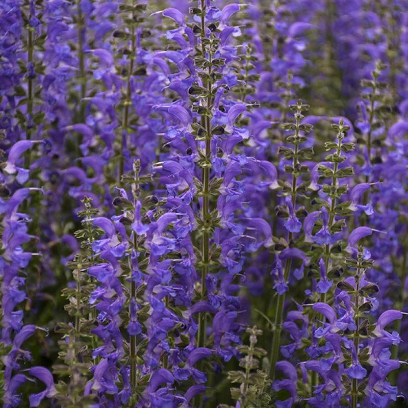Color Spires® 'Indiglo Girl' Salvia 6 Color Spires® 'Indiglo Girl' Salvia - Image 4