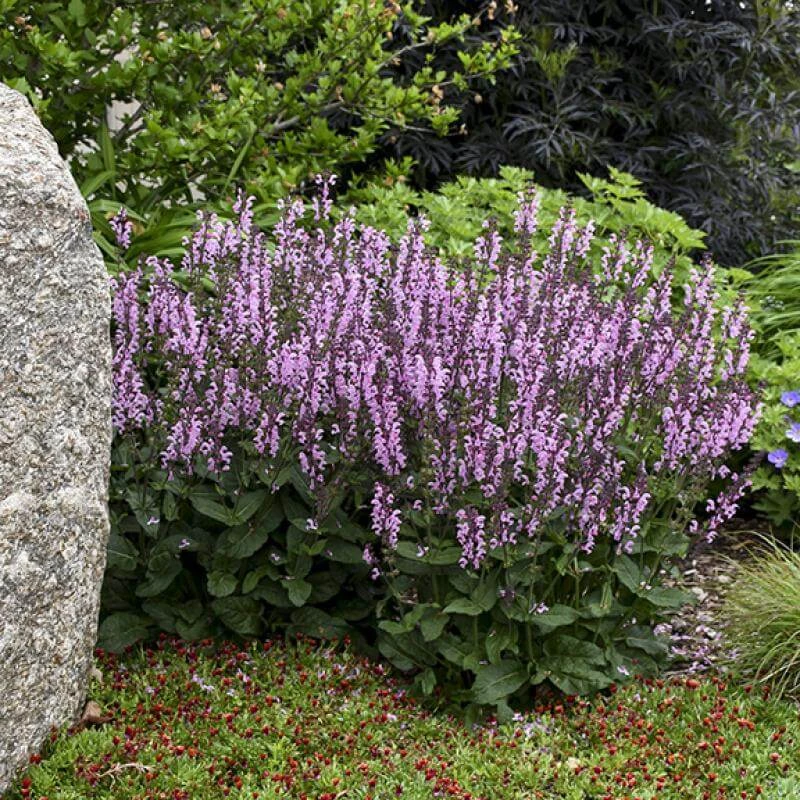 Color Spires® 'Pink Dawn' Salvia 5 Color Spires® 'Pink Dawn' Salvia - Image 3