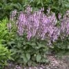 Color Spires® 'Pink Dawn' Salvia -Garden Plants Store salvia pink dawn 2 sw