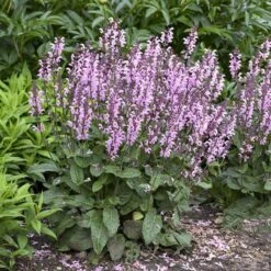Color SpiresĀ® 'Pink Dawn' Salvia