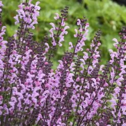 Color Spires® 'Pink Dawn' Salvia 10 Color Spires® 'Pink Dawn' Salvia -Garden Plants Store salvia pink dawn 3 sw