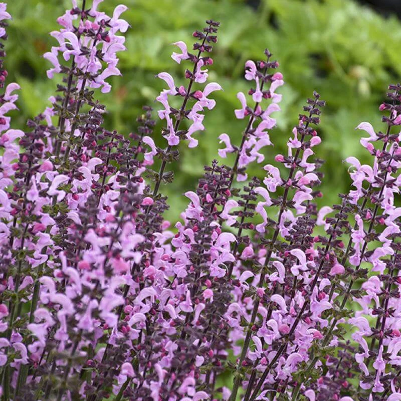 Color Spires® 'Pink Dawn' Salvia 6 Color Spires® 'Pink Dawn' Salvia - Image 4