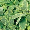 Golden Variegated Sage -Garden Plants Store salvia yellow variegated 1 sw
