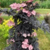 Laced Up® Elderberry -Garden Plants Store sambucus laced up 1