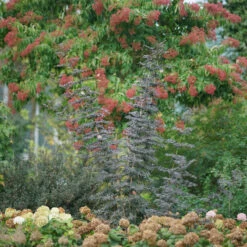 Laced Up® Elderberry 10 Laced Up® Elderberry -Garden Plants Store sambucus laced up 3