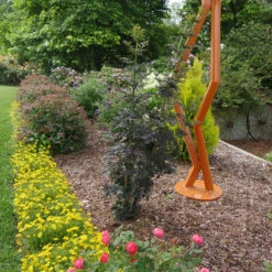 Laced Up® Elderberry 11 Laced Up® Elderberry -Garden Plants Store sambucus laced up 4