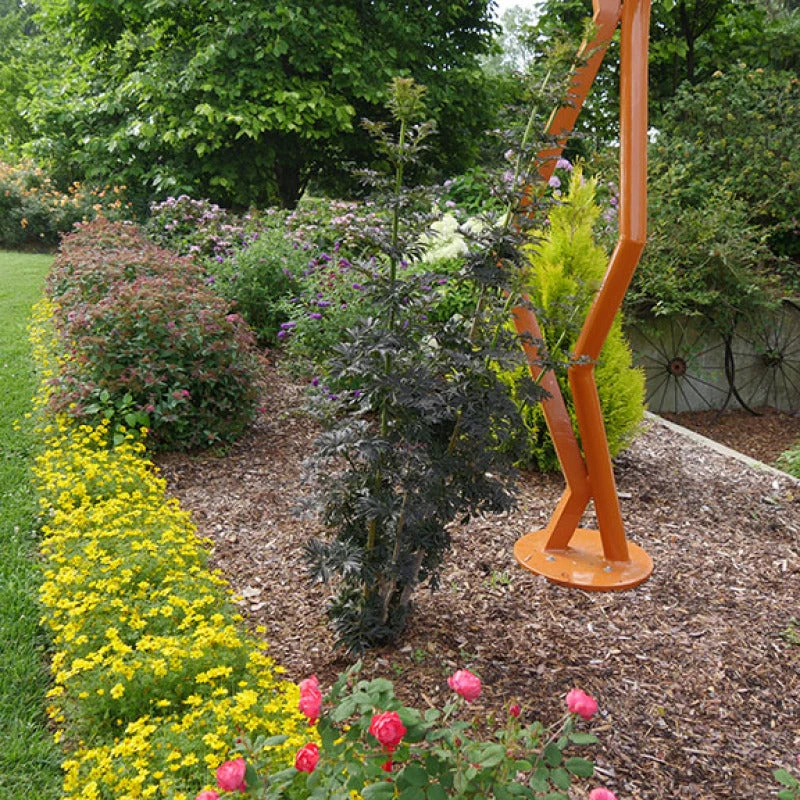 Laced Up® Elderberry 6 Laced Up® Elderberry - Image 4