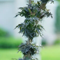 Laced Up® Elderberry 12 Laced Up® Elderberry -Garden Plants Store sambucus laced up 5