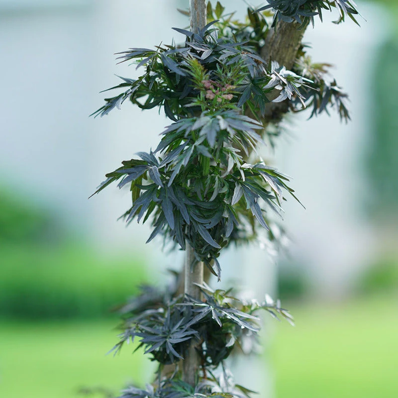 Laced Up® Elderberry 7 Laced Up® Elderberry - Image 5