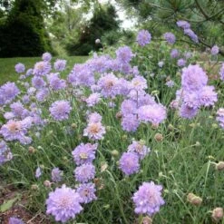 'Butterfly Blue' Pincushion Flower
