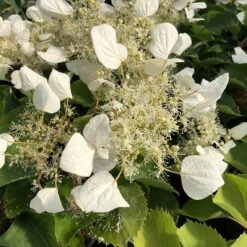 Flirty Girl™ False Hydrangea Vine -Garden Plants Store schizophragma flirty girl 1 sw