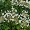 Flirty Girl™ False Hydrangea Vine 2 Flirty Girl™ False Hydrangea Vine -Garden Plants Store schizophragma flirty girl 3 sw