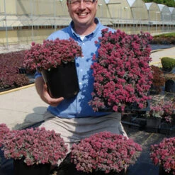 Sunsparkler® 'Blue Elf' Sedoro -Garden Plants Store sedoro blue elf sedum 3