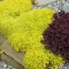 Golden Stonecrop -Garden Plants Store sedum acre aureum 1 sw