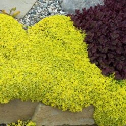Golden Stonecrop -Garden Plants Store sedum acre aureum 2 sw