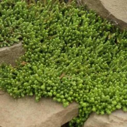 Golden Stonecrop -Garden Plants Store sedum acre aureum 4 sw