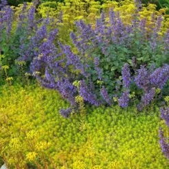 'Angelina' Stonecrop 9 'Angelina' Stonecrop -Garden Plants Store sedum angelina 3 290d8295 fbb3 4230 95cf 735b1b3781b7 sw