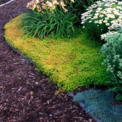 'Angelina' Stonecrop 10 'Angelina' Stonecrop -Garden Plants Store sedum angelina 4 c1960bac f9a2 498d b839 bdc91bfcdf90 sw