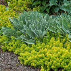 'Angelina' Stonecrop 11 'Angelina' Stonecrop -Garden Plants Store sedum angelina 6 bd4c972d 7594 4131 aed1 4806fee7312b sw
