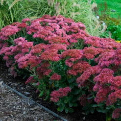 Butterfly Garden Collection -Garden Plants Store sedum autumn joy 3