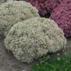 Rock 'N Round 'Bundle Of Joy' Stonecrop