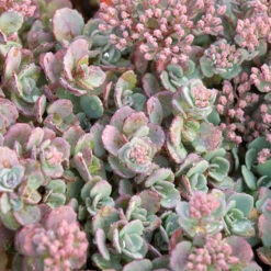 Succulent Ground Cover Collection 15 Succulent Ground Cover Collection -Garden Plants Store sedum cauticola lidakense 1 63b063a7 3f2a 492e bc5c d5b12f64e4e7