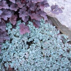 'Lidakense' Stonecrop -Garden Plants Store sedum cauticola lidakense 3 sw