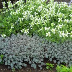 'Lidakense' Stonecrop -Garden Plants Store sedum cauticola lidakense 4 sw