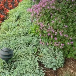 'Lidakense' Stonecrop -Garden Plants Store sedum cauticola lidakense 5 sw