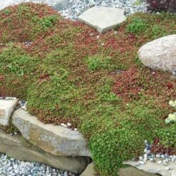 'Coral Carpet' Stonecrop