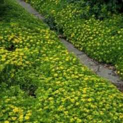 Japanese Stonecrop (Sedum Ellacombianum) 11 Japanese Stonecrop (Sedum Ellacombianum) -Garden Plants Store sedum ellacombianum 4 sw