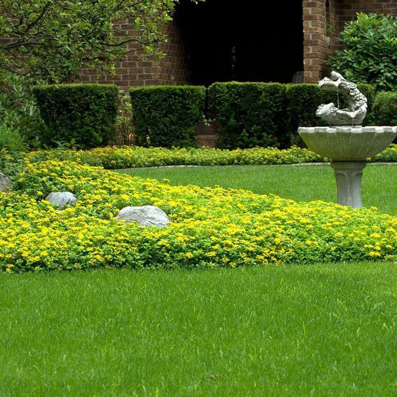 Japanese Stonecrop (Sedum Ellacombianum) 7 Japanese Stonecrop (Sedum Ellacombianum) - Image 5