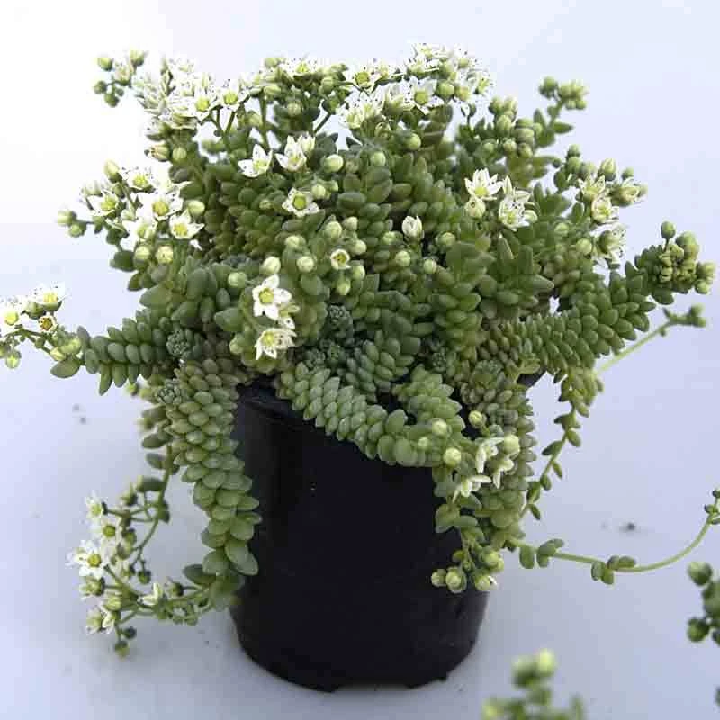 'Himalayan Skies' Stonecrop 4 'Himalayan Skies' Stonecrop - Image 2