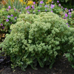 Rock 'N Grow® 'Lemonjade' Stonecrop 9 Rock 'N Grow® 'Lemonjade' Stonecrop -Garden Plants Store sedum lemon jade 3