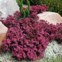 Sunsparkler® 'Plum Dazzled' Stonecrop 6 Sunsparkler® 'Plum Dazzled' Stonecrop -Garden Plants Store sedum plum dazzled 1
