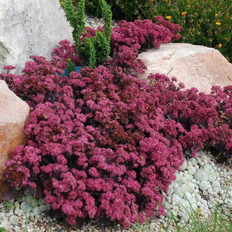 Sunsparkler® 'Plum Dazzled' Stonecrop 4 Sunsparkler® 'Plum Dazzled' Stonecrop - Image 2