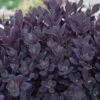 Sunsparkler® 'Plum Dazzled' Stonecrop -Garden Plants Store sedum plum dazzled 2