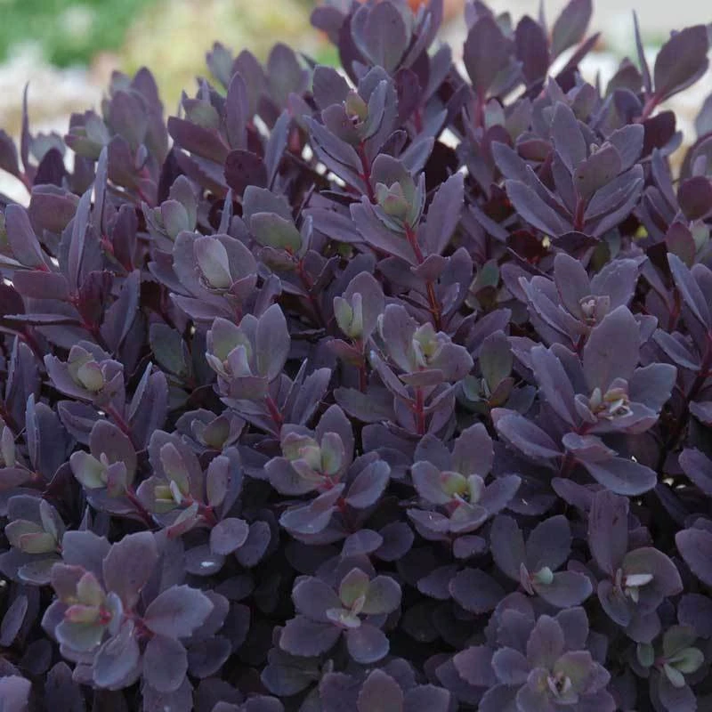 Sunsparkler® 'Plum Dazzled' Stonecrop 3 Sunsparkler® 'Plum Dazzled' Stonecrop