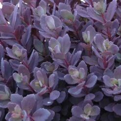 Sunsparkler® 'Plum Dazzled' Stonecrop 7 Sunsparkler® 'Plum Dazzled' Stonecrop -Garden Plants Store sedum plum dazzled 3