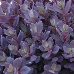 Succulent Ground Cover Collection 12 Succulent Ground Cover Collection -Garden Plants Store sedum plum dazzled 3 410c15ec d900 499d b6a2 76de782414ab