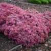 Rock 'N Roundâ„¢ 'Popstar' Stonecrop 2 Rock 'N Roundâ„¢ 'Popstar' Stonecrop -Garden Plants Store sedum pop star 1